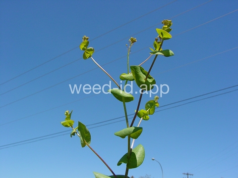 pepperweed, clasping